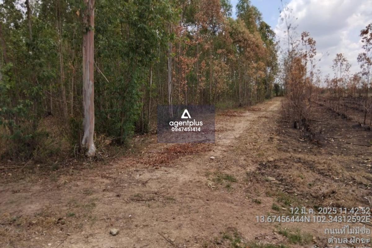 ขายที่ดิน บ้านโนน หนองใหญ่ วัฒนานคร สระแก้ว