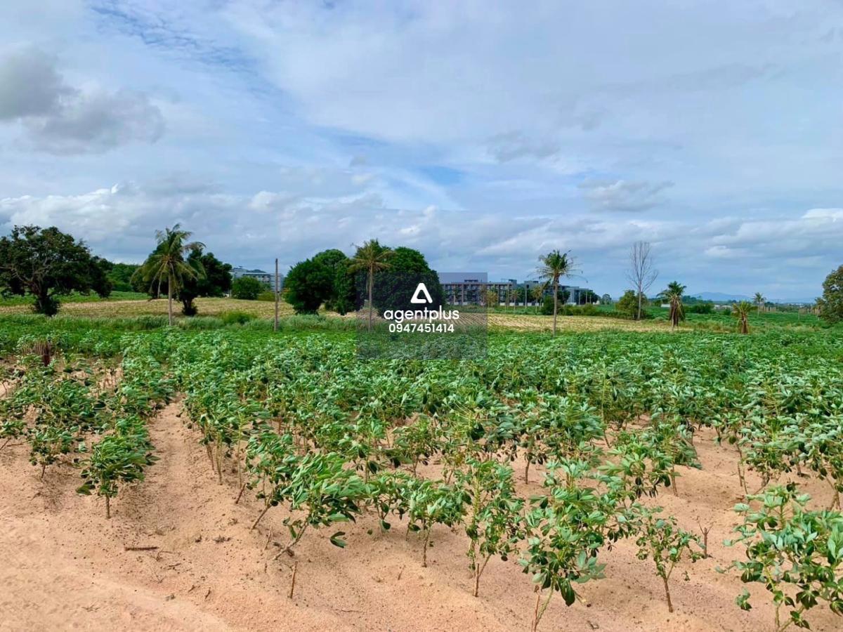 ขายที่ดินแปลงใหญ่ ราคาพิเศษ ติดกับโรงเรียนนานาชาติรักบี้ วิวเขาชีจรรย์ เมืองพัทยา