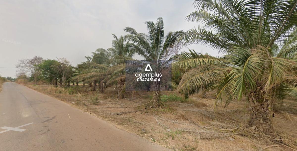 ขายที่ดินแปลงใหญ่ บ้านฝาง สระใคร หนองคาย