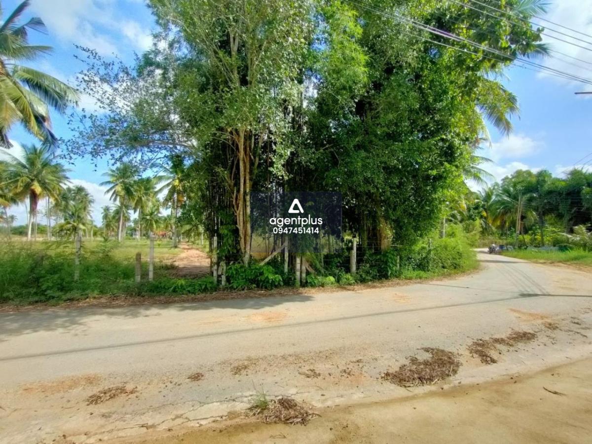 ขายที่ดินติดถนนคอนกรีต ราคาพิเศษ หนองจับเต่า นาจอมเทียน สัตหีบ ชลบุรี