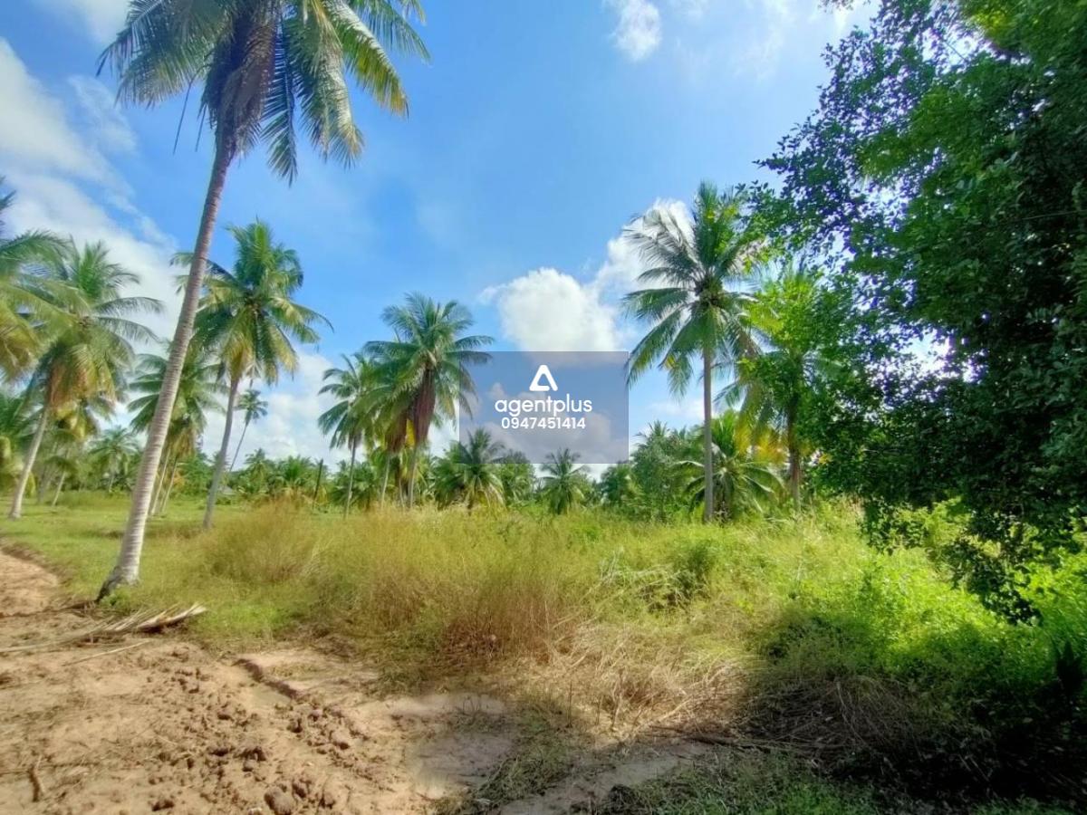 ขายที่ดินติดถนนคอนกรีต ราคาพิเศษ หนองจับเต่า นาจอมเทียน สัตหีบ ชลบุรี