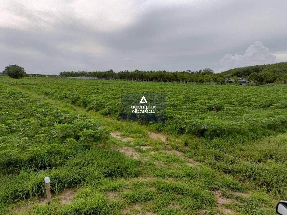 ขายที่ดิน 24 ไร่ มาบข่า นิคมพัฒนา ระยอง ที่ดินแปลงใหญ่ทำเลศักยภาพ 